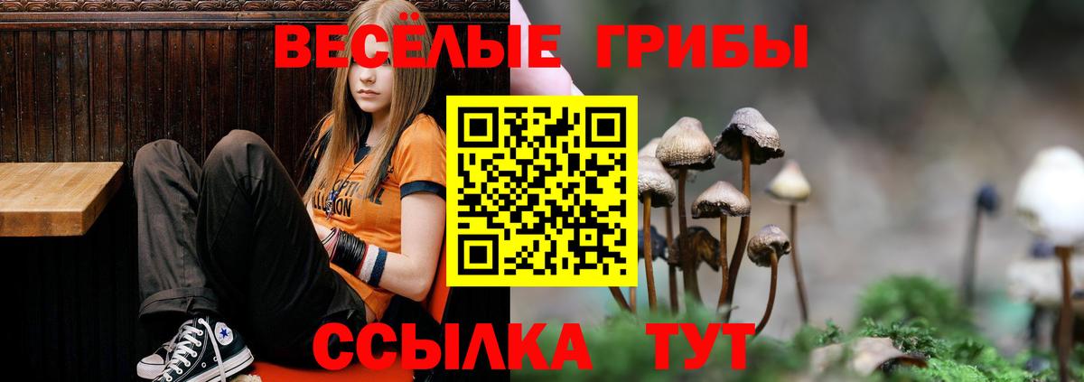 Псилоцибиновые грибы Cubensis Клинцы